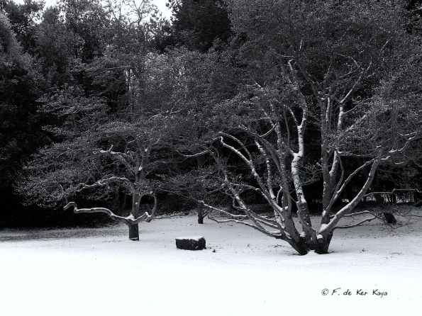 Bois des Moutiers Winterreise (14)